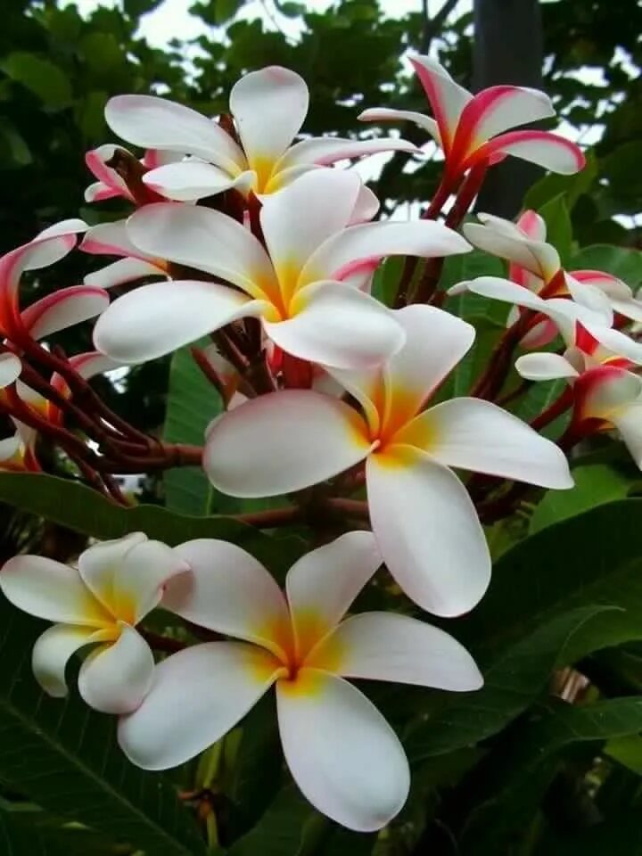 Плюмерия три короля фото Pin by Maria Amélia on Flores Tropicais / Tropical Flowers Plumeria flowers, Exo