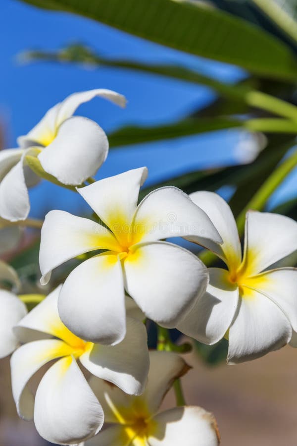 Плюмерия три короля фото Blossom Frangipani Plumeria Lilawadee Flower Tree Stock Image - Image of lilawad