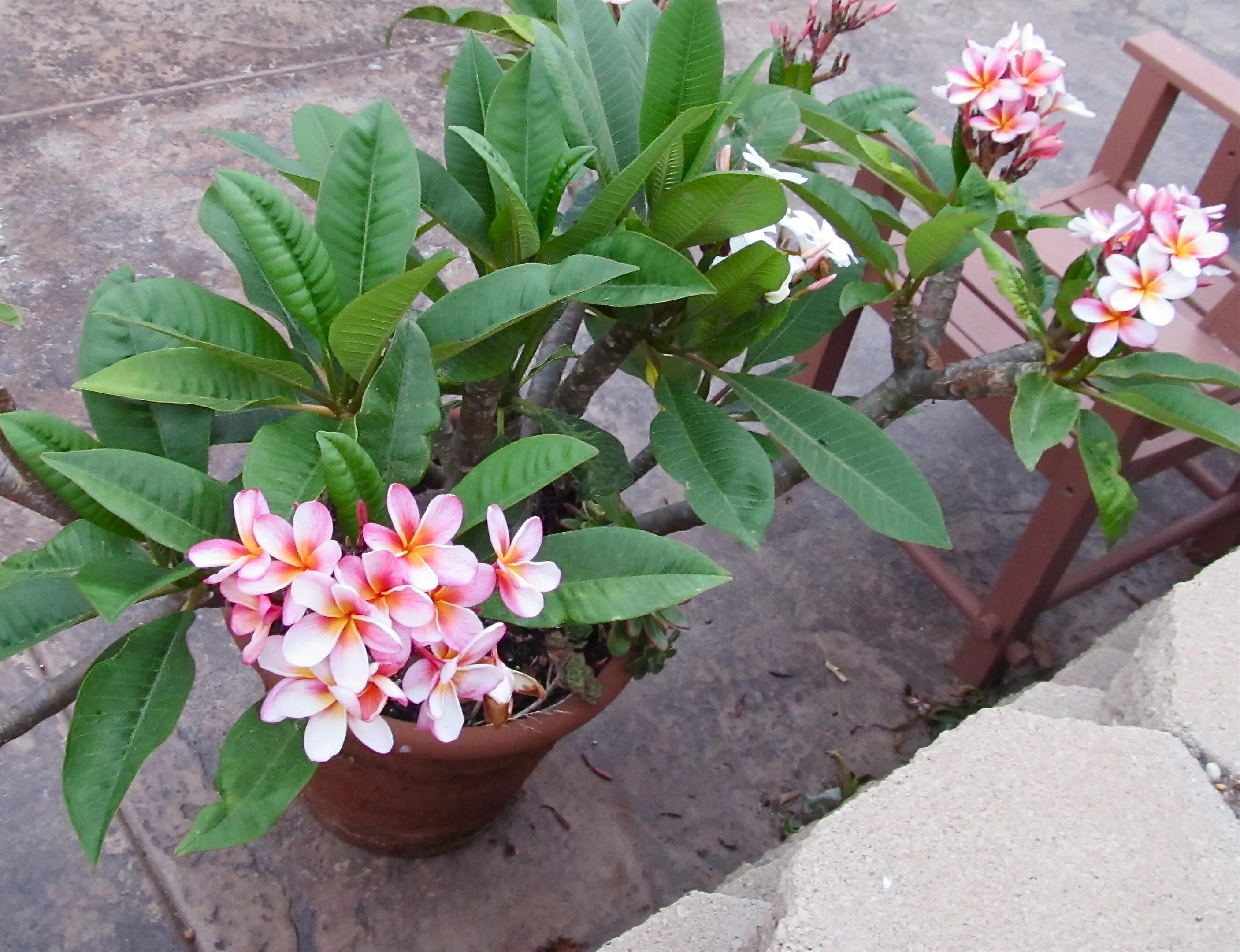 Плюмерия три короля фото Trees to plant, Plumeria flowers, Plumeria tree