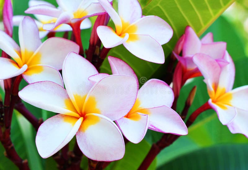 Плюмерия три короля фото 60,870 Plumeria Plumeria стоковые фото - бесплатные и стоковые фото RF от Dreams