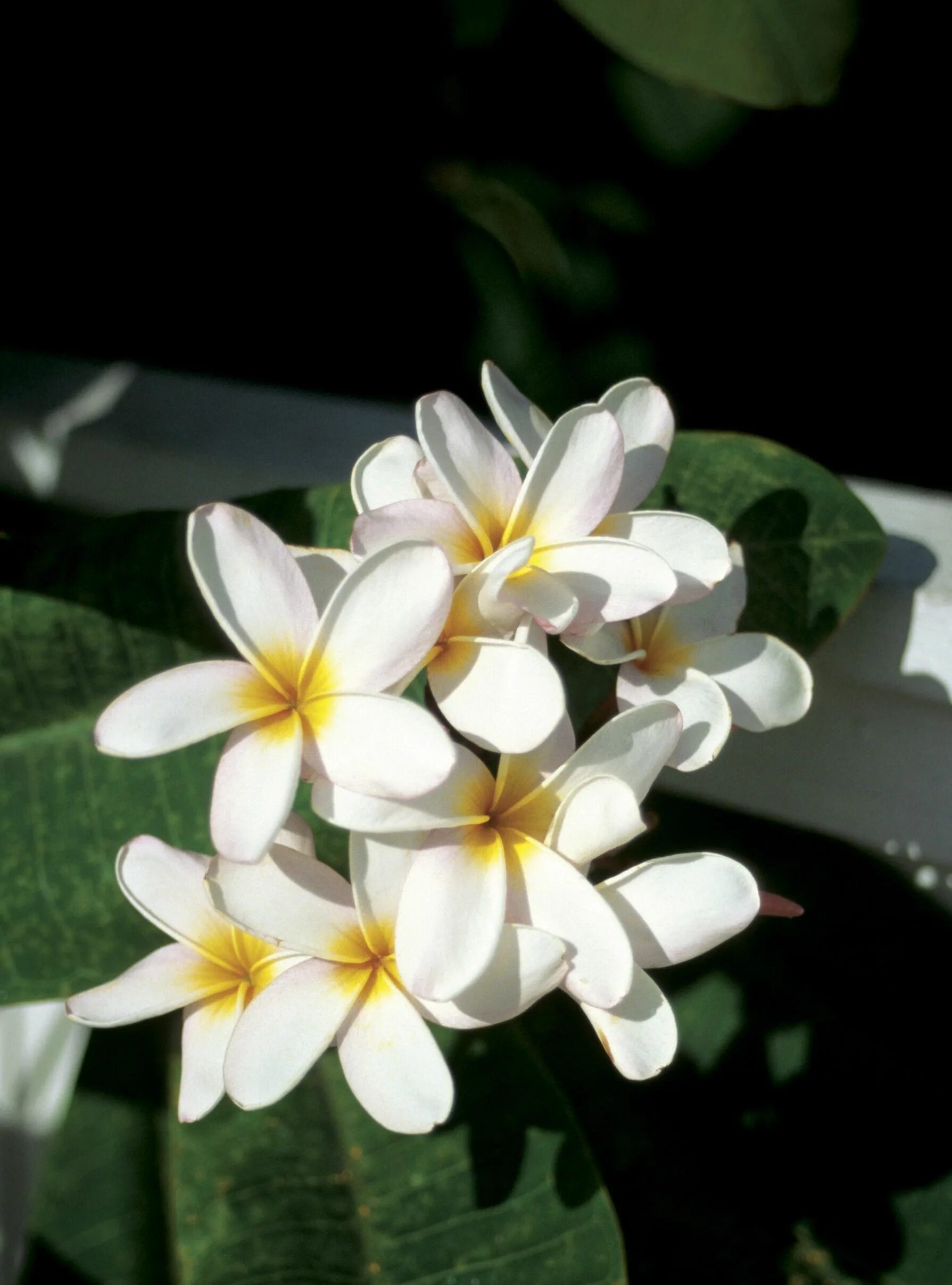 Плюмерия три короля фото Aloha !!!! Florida gardening, Florida landscaping, Plumeria tree