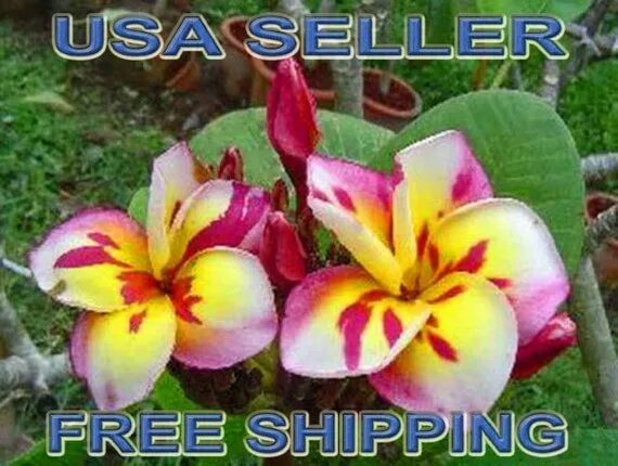 Плюмерия три короля фото 3 Plumeria-Frangapani THREE KINGS 46 Seedlings Etsy