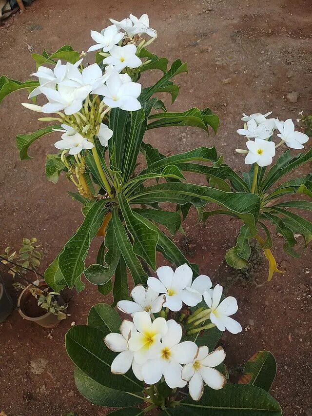 Плюмерия три короля фото File:Plumeria rubra Frangipani.jpg - Wikimedia Commons