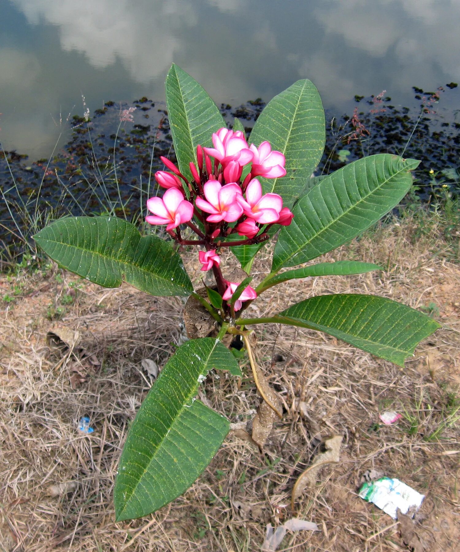 Плюмерия три короля фото File:Plumeria at Tirta Gangga, Sumatra.jpg - Wikipedia