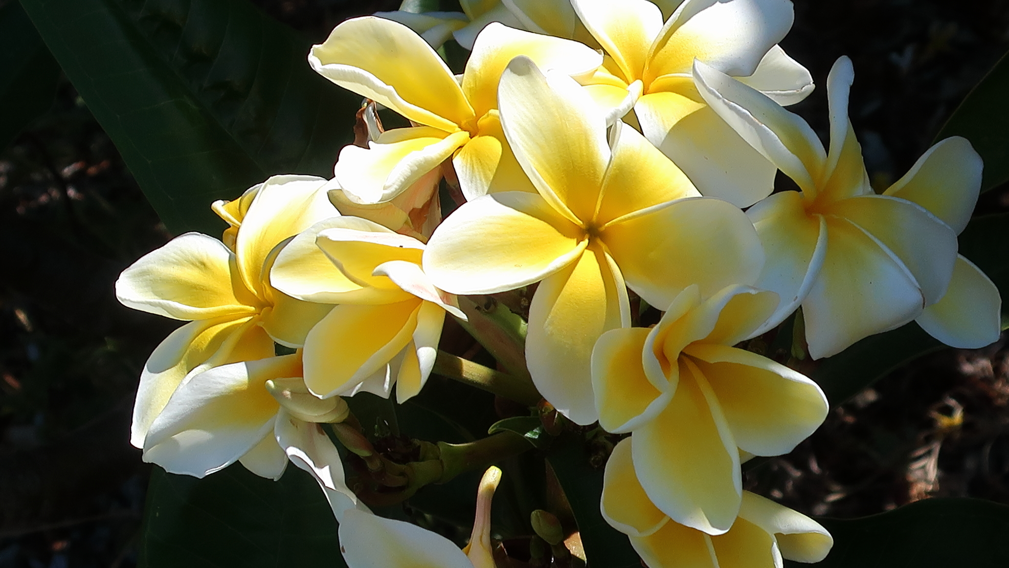 Плюмерия три короля фото File:190821 003 Fallbrook CA, behind N Orange Ave - Plumeria rubra Frangipani, l