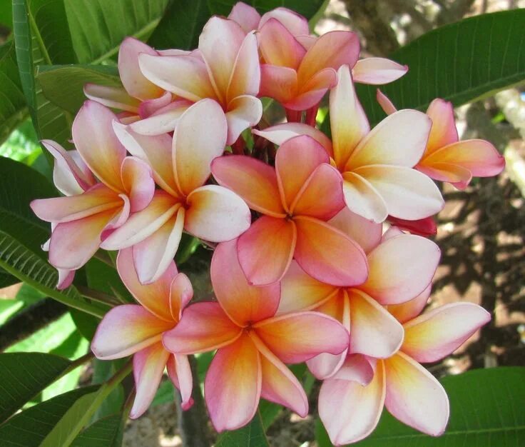 Плюмерия три короля фото Pin on Plumeria