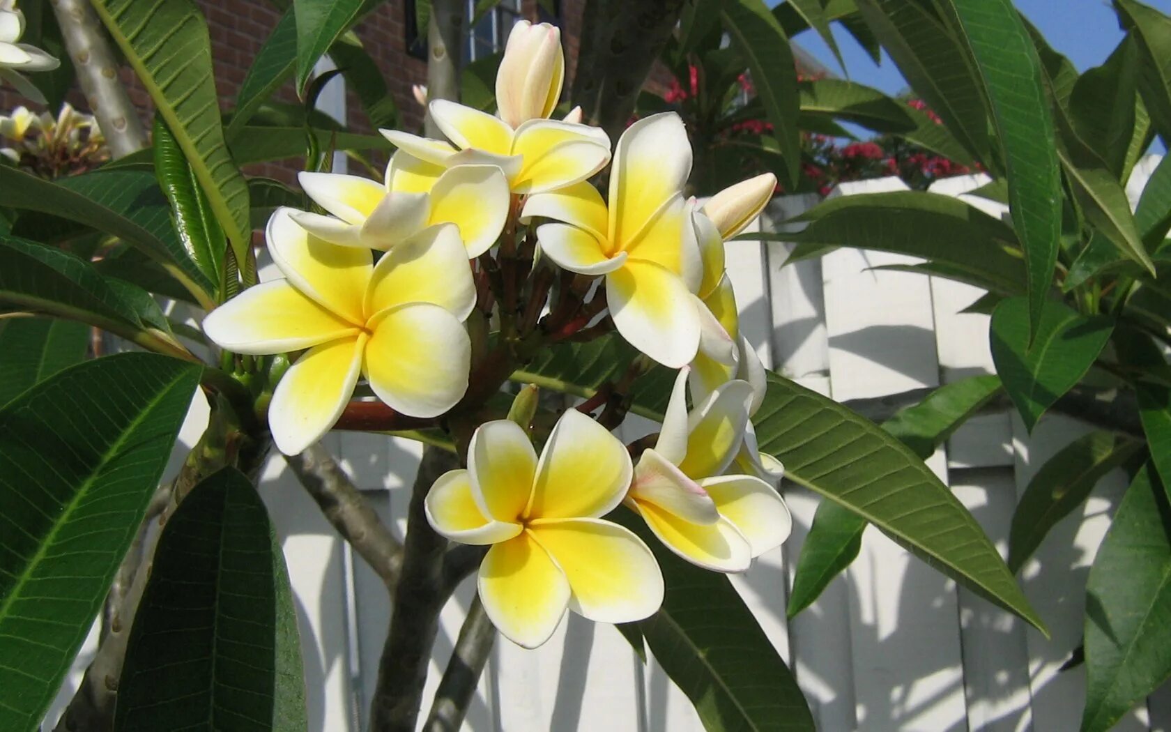 Плюмерия уход в домашних условиях фото Exotic Flowers