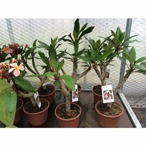 Плюмерия уход в домашних условиях фото Plumeria rubra JJ Miniwhite - Frangipani - Palma Verde Exoten V.O.F.