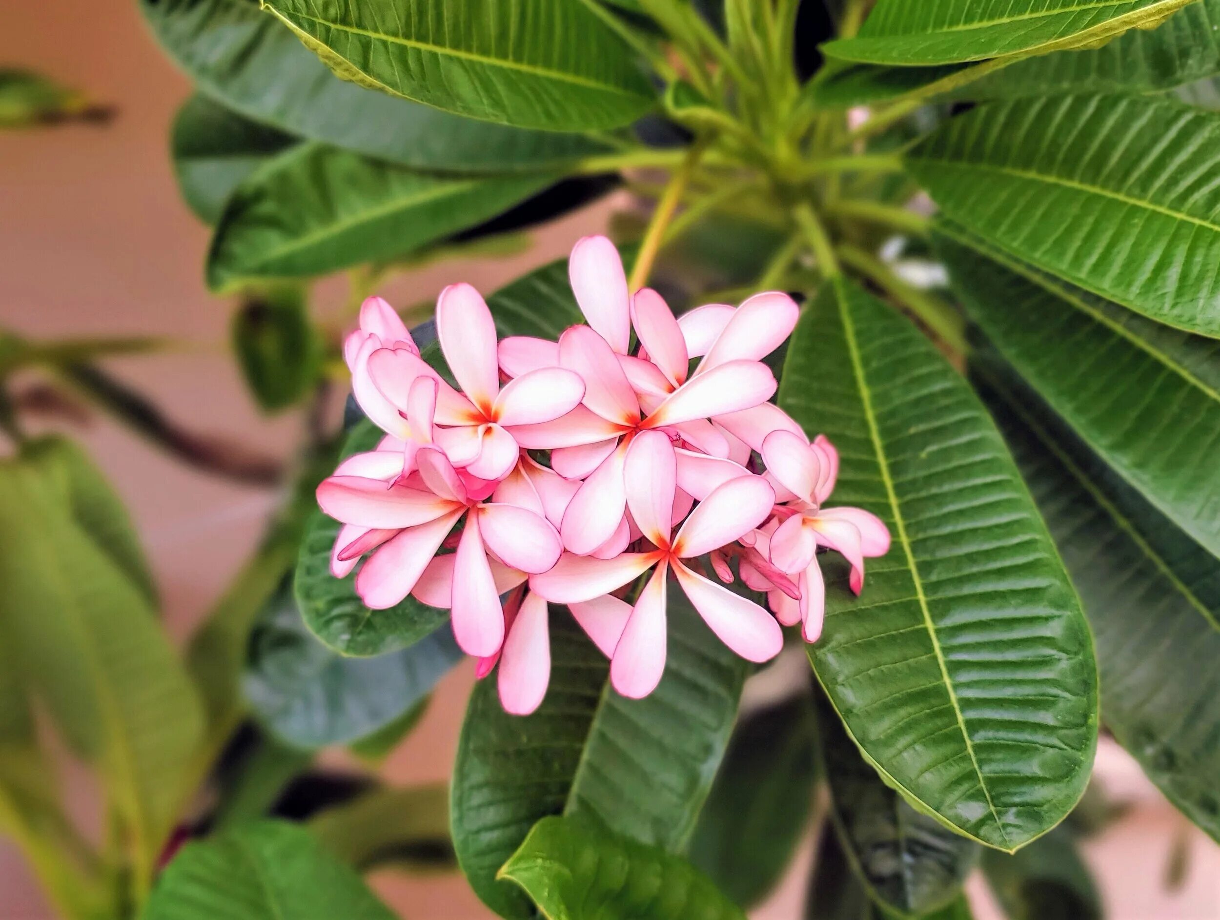 Плюмерия уход в домашних условиях фото Arizona Plumeria: Dwarf Singapore Pink, San Diego Sunset, Cancun Pink - Write On