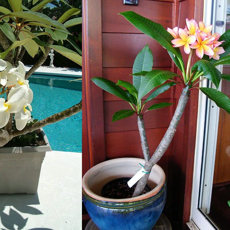 Плюмерия уход в домашних условиях фото Plantorama