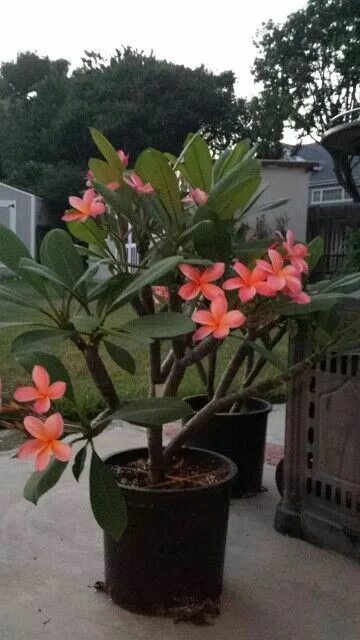 Плюмерия в горшке фото Herbal Tea Benefits The Body In So Many Ways Plumeria tree, Plants, Flower garde