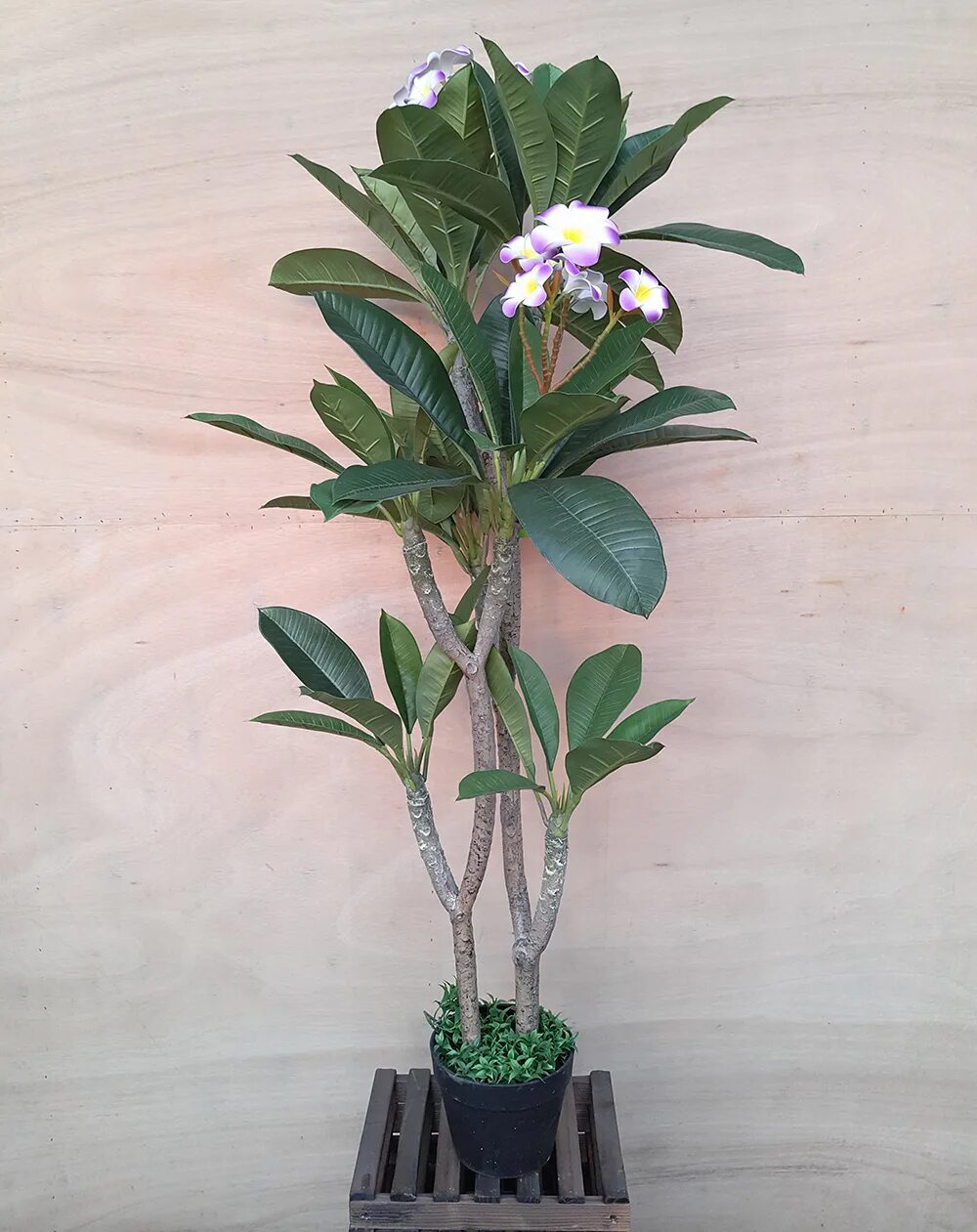 Плюмерия в горшке фото Source סיר המלאכותי plumeria פראנגיפאני עץ בעציץ בפלסטיק שחור on m.alibaba.com
