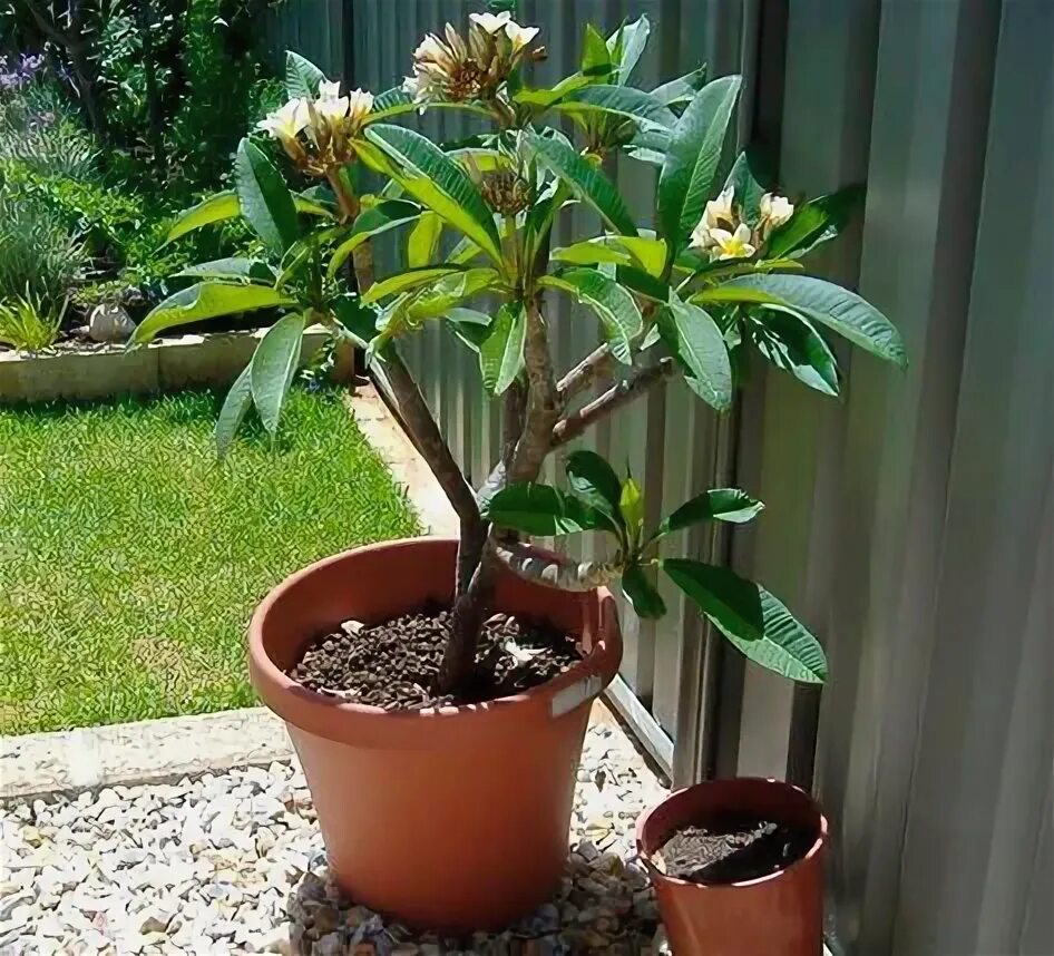 Плюмерия в горшке фото Expert Tips to Propagate Plumeria Plants Successfully