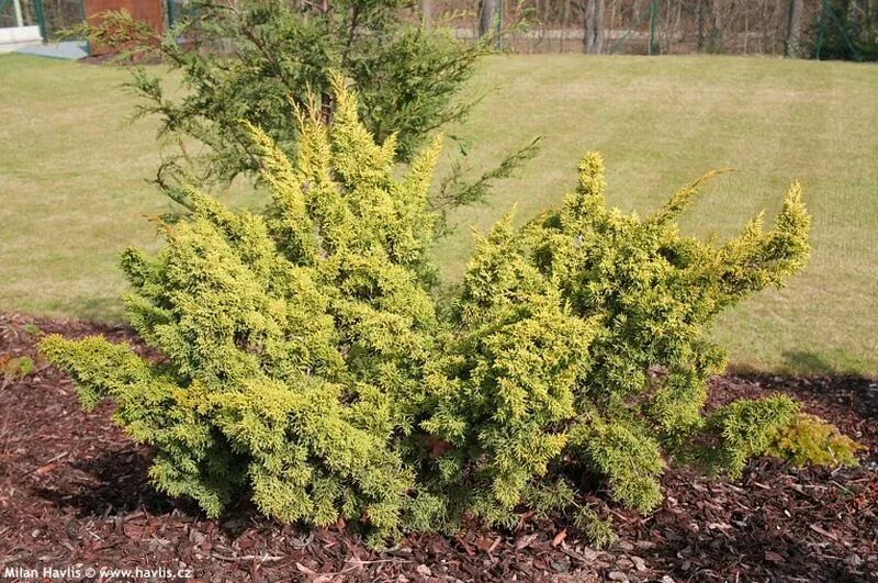Плюмоза ауреа можжевельник описание фото Photo Gallery: plumosa aurea 1 About-garden.com