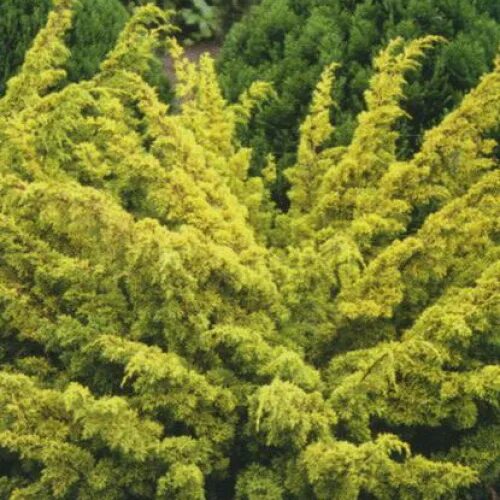 Плюмоза ауреа можжевельник описание фото Juniper Plumosa Aurea - plant, care and cultivation. Juniper Plumosa Aurea - var