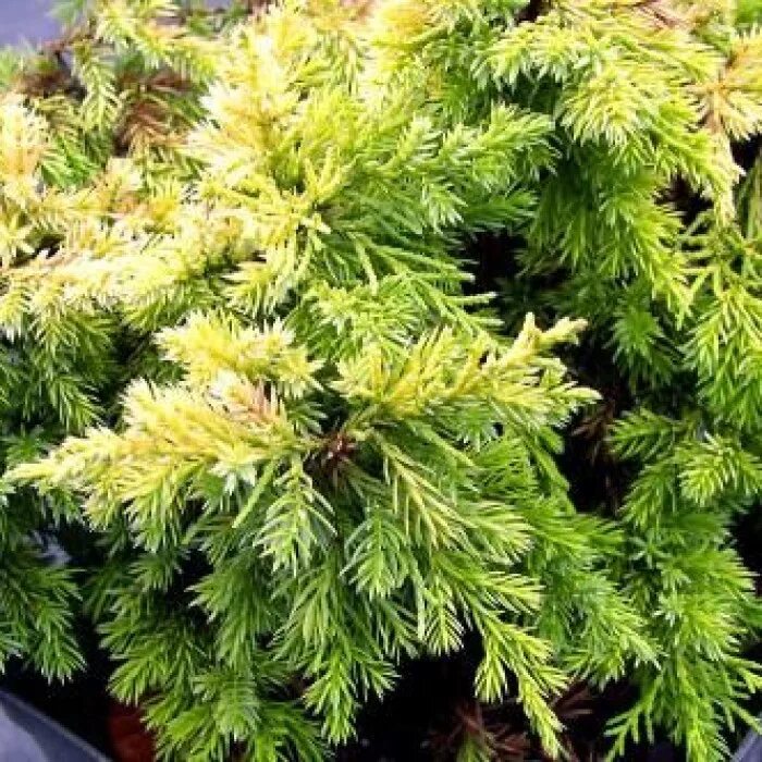 Плюмоза ауреа можжевельник описание фото Можжевельник китайский Juniperus chinensis plumosa aurea