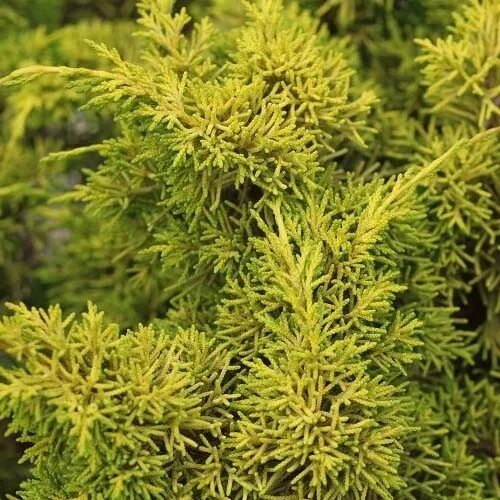 Плюмоза ауреа можжевельник описание фото Можжевельник китайский Plumosa Aurea - в наличии низкая цена - саженцы, описание