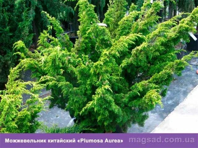 Плюмоза ауреа можжевельник описание фото отзывы Каталог растения фото - Можжевельник китайский Плюмоза Ауреа