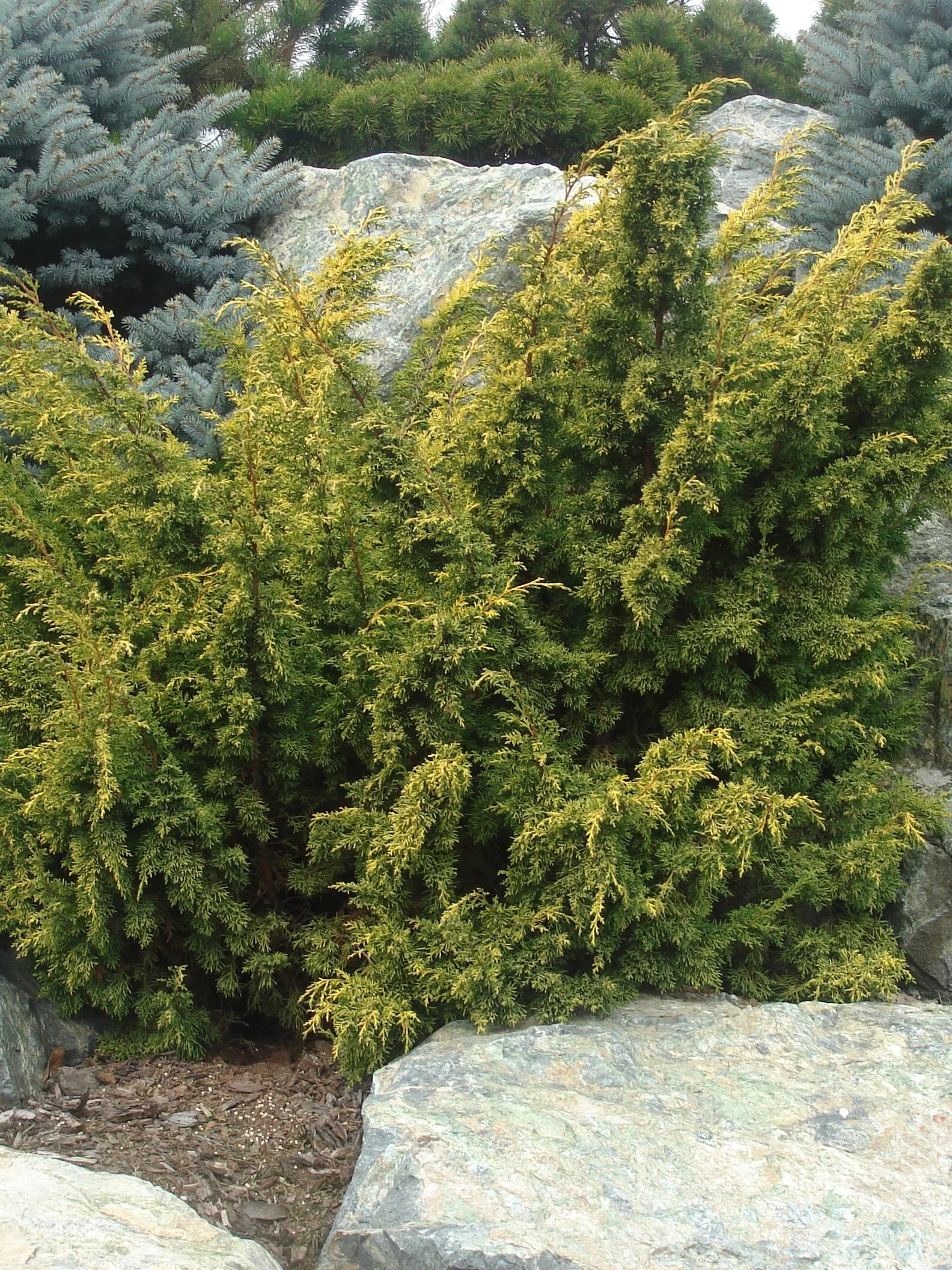 Плюмоза ауреа можжевельник описание фото отзывы Можжевельник китайский "Plumosa Aurea" Euro-plant