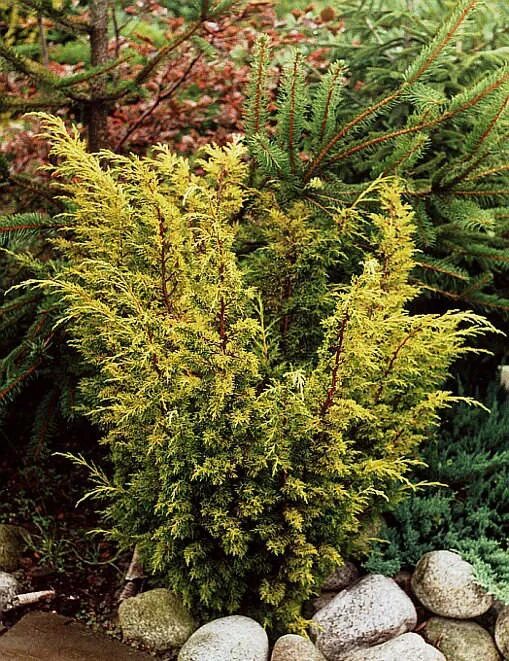 Плюмоза ауреа можжевельник описание фото отзывы Можжевельник китайский сорт plumosa aurea фото