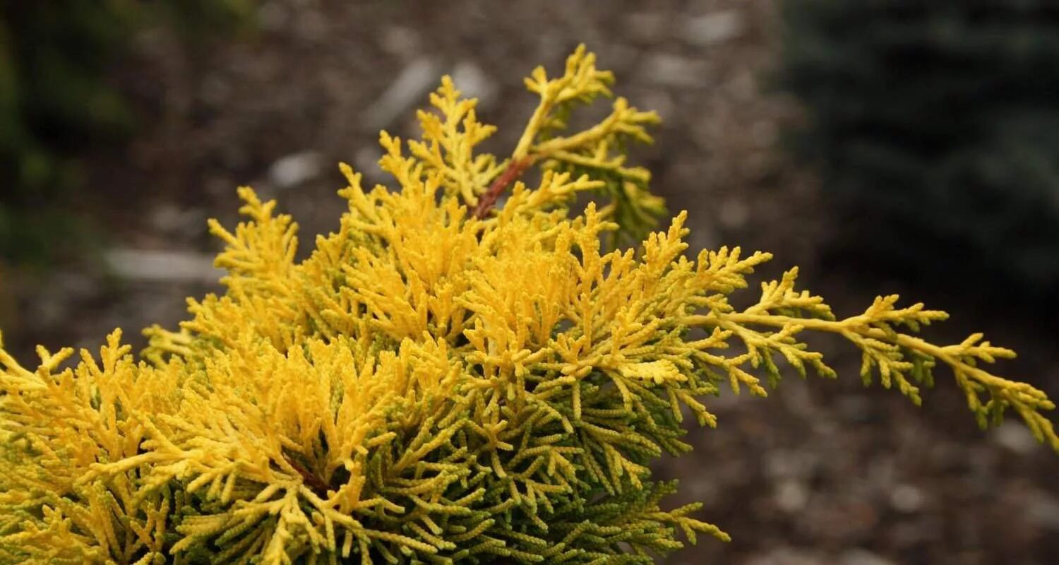 Плюмоза ауреа можжевельник описание фото отзывы Juniperus chinensis 'Plumosa Aurea' (Pa) Питомник Тайга