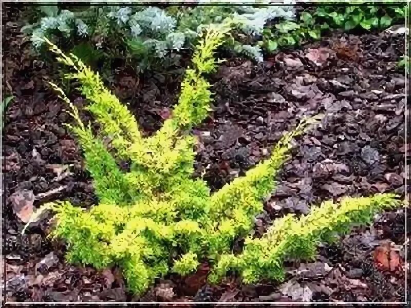Плюмоза ауреа можжевельник описание фото отзывы Можжевельник Plumosa Aurea: Элегантные фотографии Натуралист Фотогалерея природы