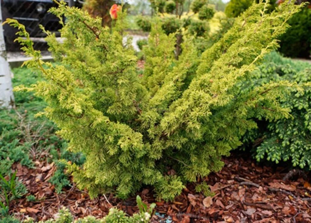 Плюмоза ауреа можжевельник описание фото отзывы Можжевельник Juniperus hor. Limeglow C3/P19 20-25 CM