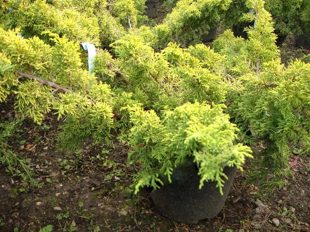 Плюмоза ауреа можжевельник описание фото отзывы Можжевельник Plumosa Aurea: Элегантные фотографии Натуралист Фотогалерея природы