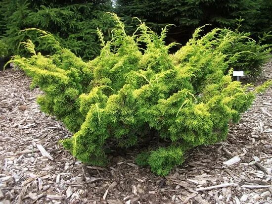 Плюмоза ауреа можжевельник описание фото отзывы Можжевельник китайский Plumosa Aurea (pfitzeriana chinensis Plumosa Aurea) купит