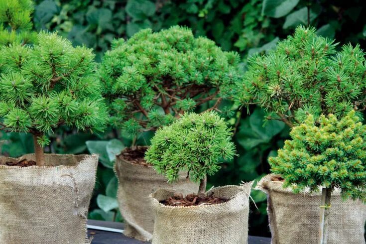 Плюс декоративный фото 9 najkrajších ihličnanov do malej záhrady Urob si sám Plants, Garden, Herbs