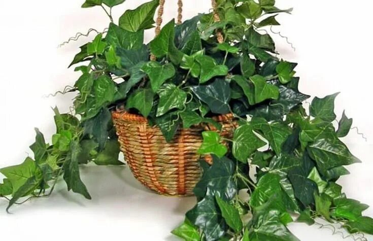 Плющ фото комнатное растение English Ivy Plant care houseplant, Plants, Growing plants indoors