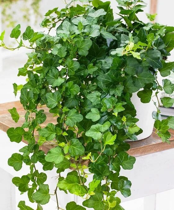 Плющ фото комнатное растение Купить Hedera Wonder Ivy Beautiful GREEN CREEPERS: отзывы, фото и характеристики