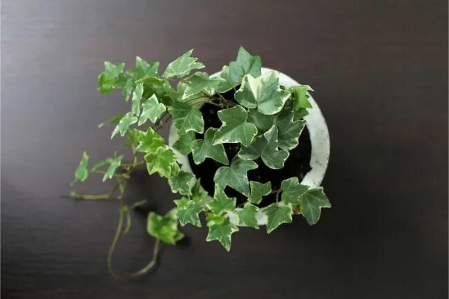 Плющ фото комнатное растение english ivy hedera helix best houseplants for beginners Closed terrarium plants,