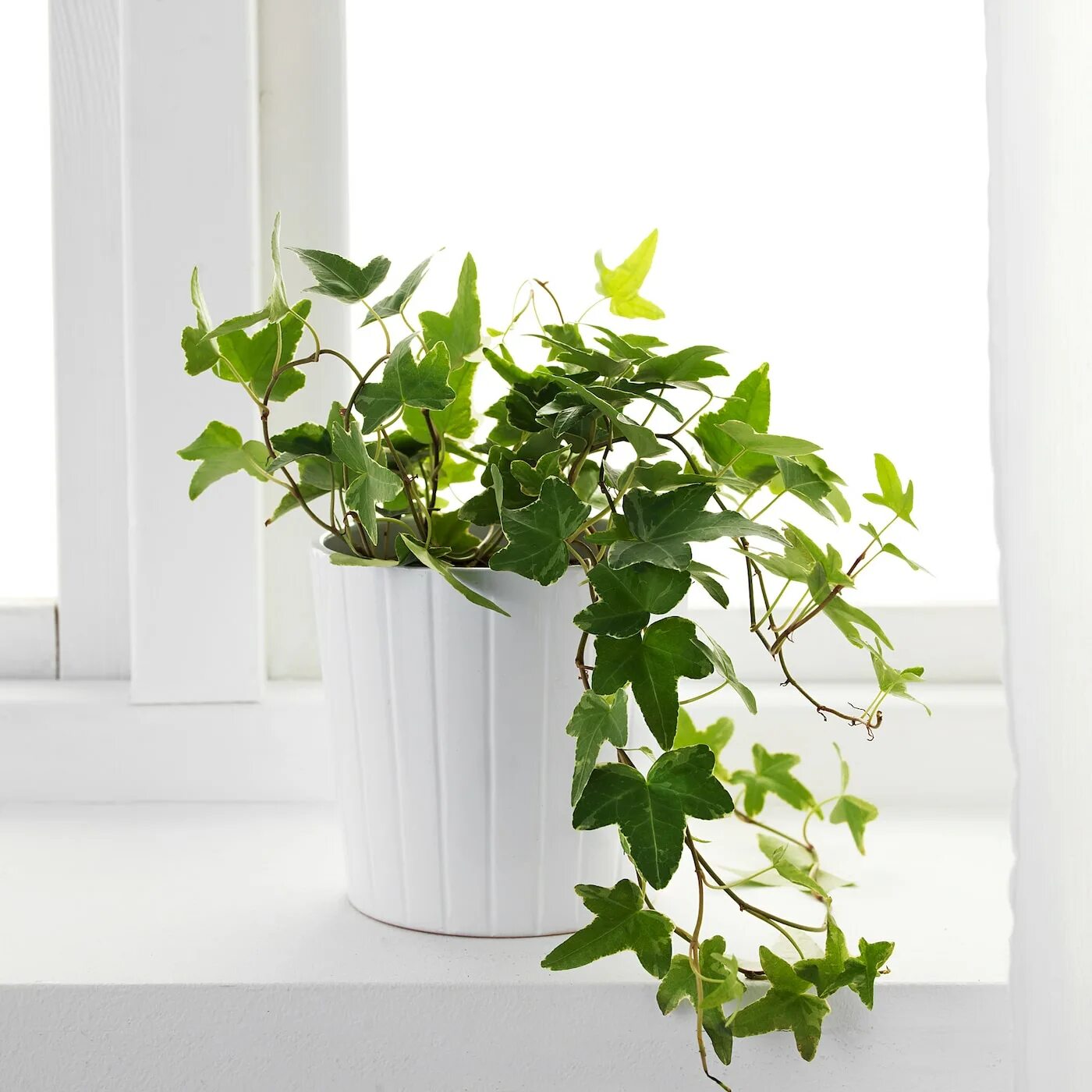 Плющ фото цветов комнатных Растение в горшке, Плющ 13 см IKEA HEDERA HELIX ХЕДЕРА ХЕЛИКС 603.719.17 купить 