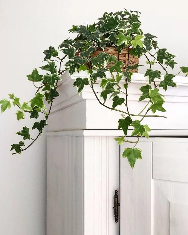 Плющ хедера уход в домашних условиях фото trailing plants english ivy hedera helix green foliage plants leaves plant shelf