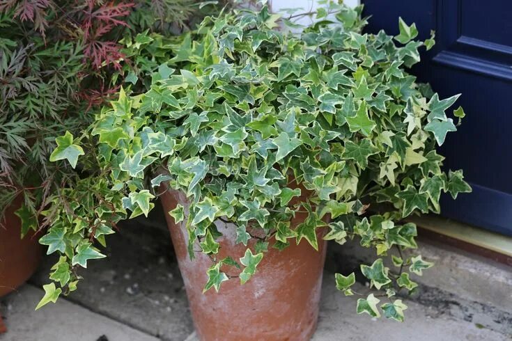 Плющ хедера уход в домашних условиях фото Propagating ivy; Ivy+Hedera+08062015+%282%29.JPG 1,600 × 1,066 pixels Propagatio