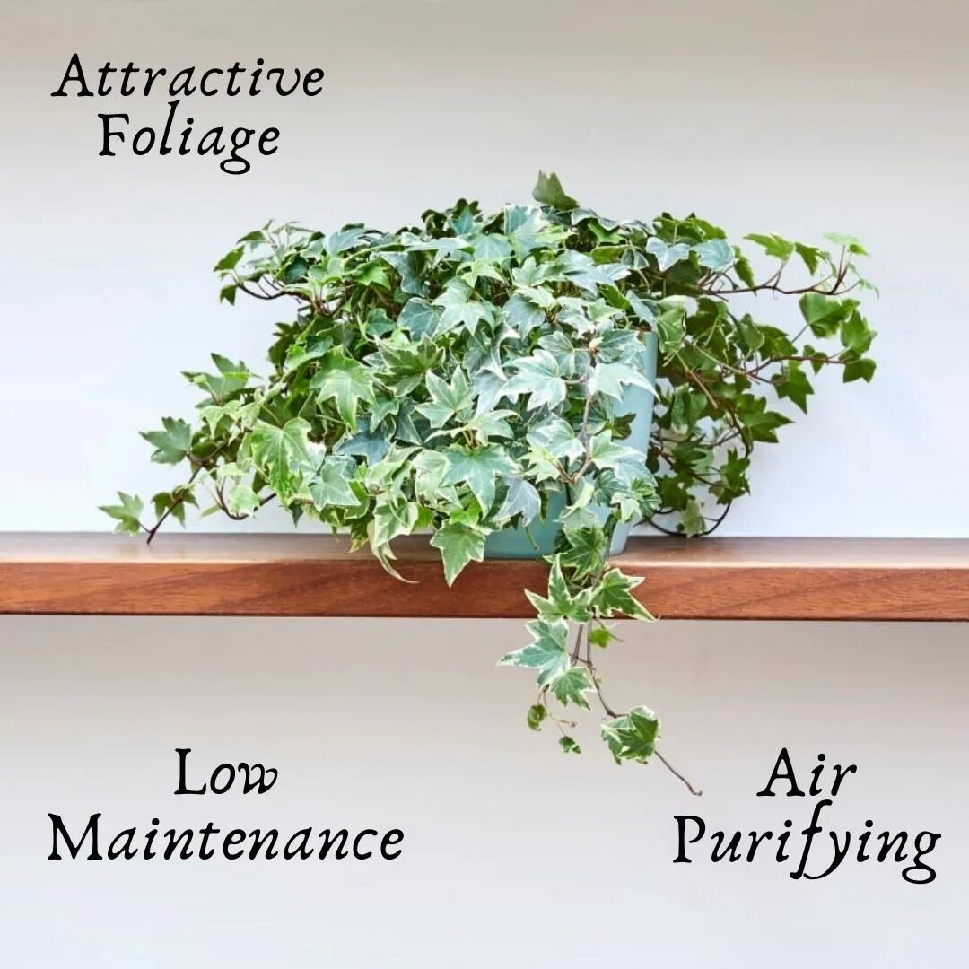 Плющ хедера уход в домашних условиях фото Buy Hedera Helix only at www.wildroots.in Ivy plants, Indoor plants, English ivy