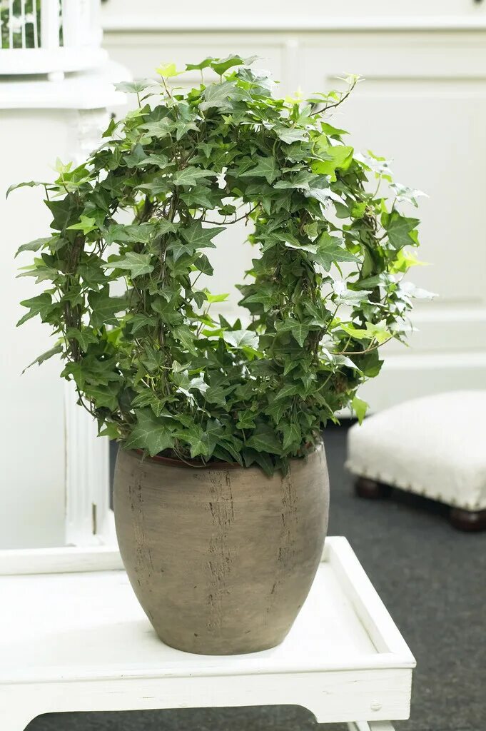 Плющ хедера уход в домашних условиях фото RHS advice & tips on garden & indoor plants Plant finder & selector / RHS