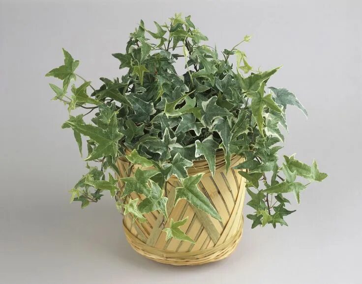 Плющ хедера уход в домашних условиях фото Create a Calming Space with These Bedroom Plants Ivy plant indoor, Best plants f