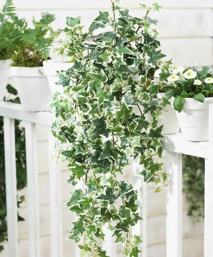Плющ хедера уход в домашних условиях фото Selvhæftende klatreplanter: vedbend (Hedera helix Klatreplanter Læs mere om Bakk
