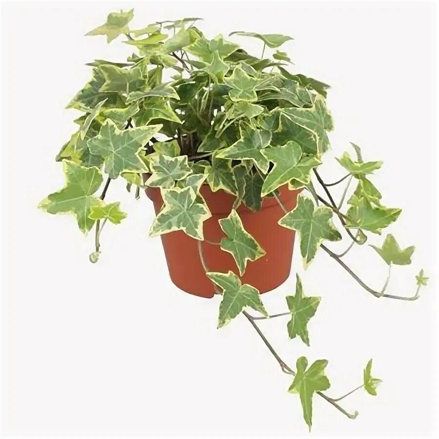 Плющ комнатный фото Hedera Helix Goldchild D12 H15 купить в СПб