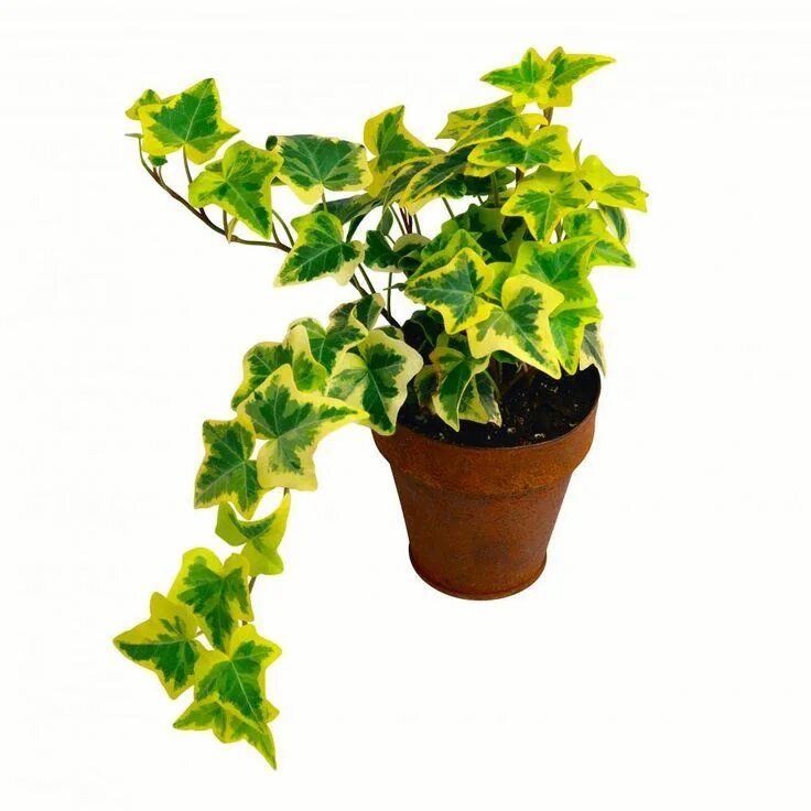 Плющ комнатный фото Der Efeu (Hedera helix) ist eine der bekanntesten Blattschmuck- und Kletterpflan