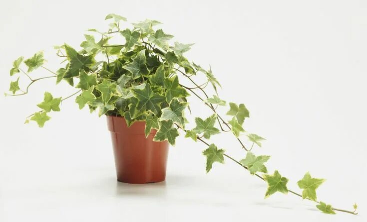 Плющ комнатный фото Incorporating English Ivy in Your Landscaping Ivy plants, Ivy plant indoor, Air 