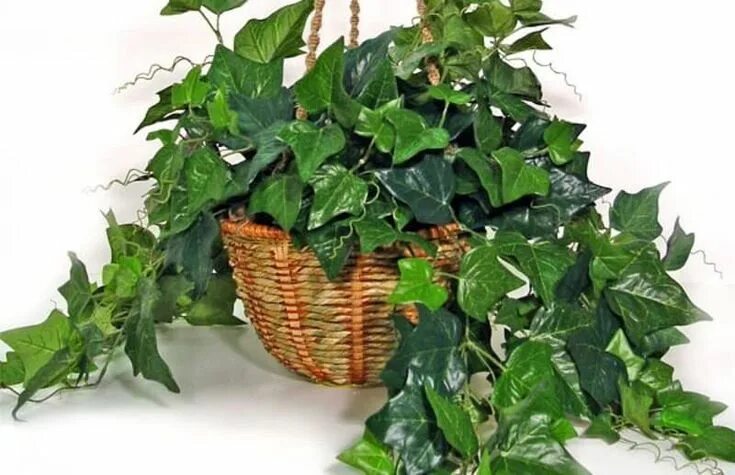 Плющ комнатный фото It sounds perfectly normal at the mention of the balcony or outdoor plants but h