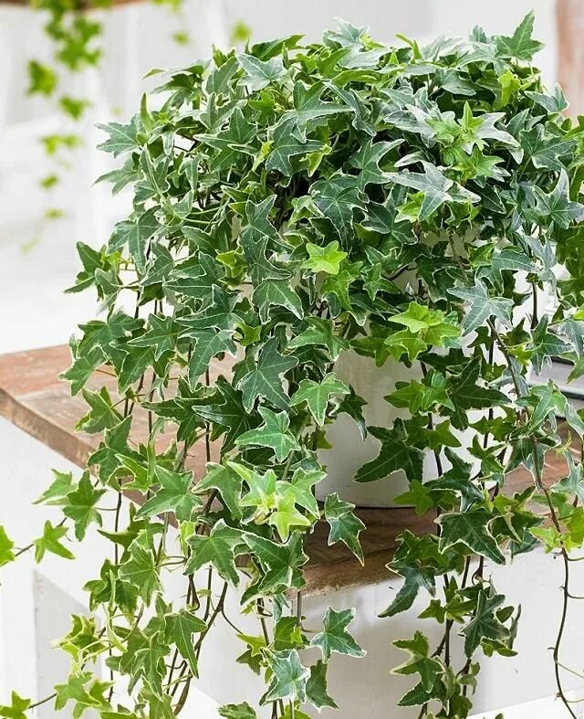Плющ комнатный фото уход в домашних English Ivy Hedera Helix 25 Seeds Air Purification Plant #House Plant Ivy plant 