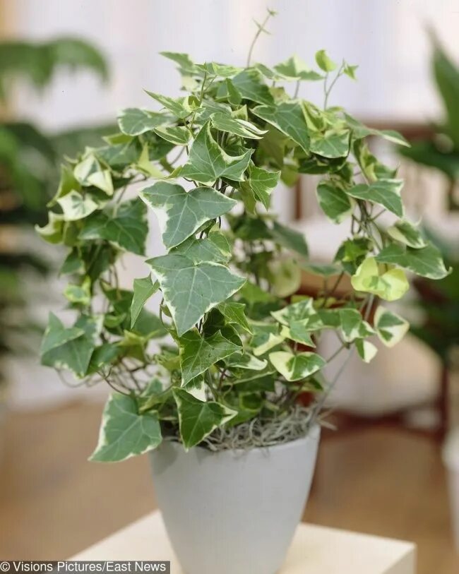 Плющ комнатный фото уход в домашних Inspiración. Creación. Admiración. Flower garden, House plants, Plants