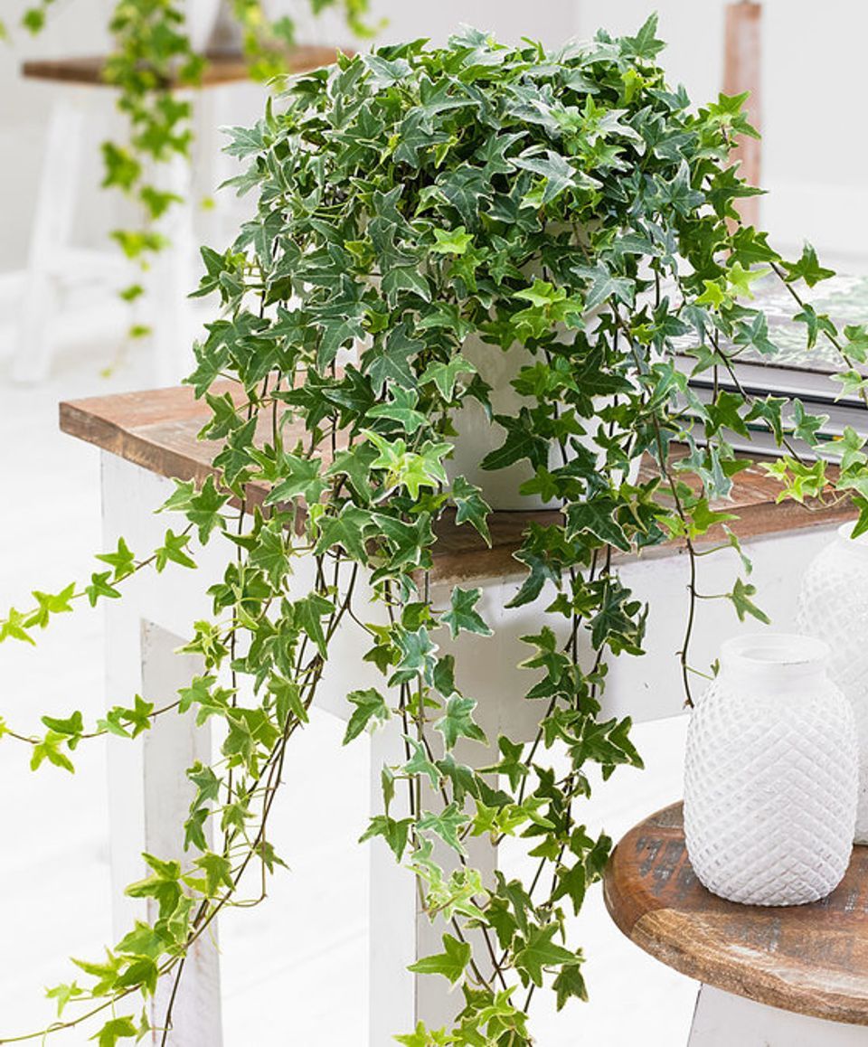 Плющ комнатный фото уход в домашних Quelle plante avoir dans la chambre ? Plante verte, Décoration plantes intérieur