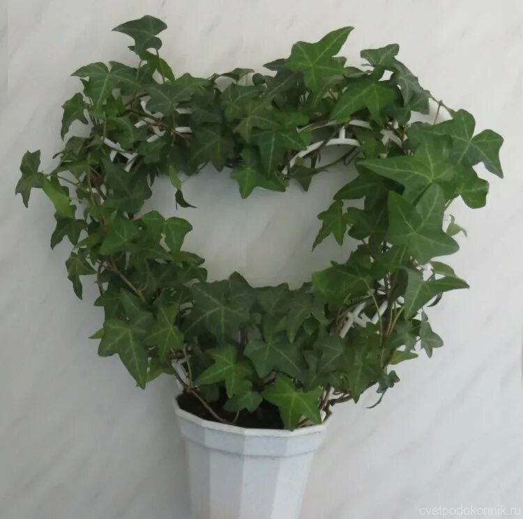 Плющ комнатный фото уход в домашних Плющ обыкновенный (Hedera helix)
