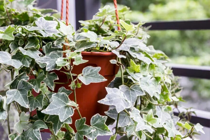 Плющ комнатный название и фото 15 Best Indoor Plants That Thrive in Low Light Environments - The Practical Plan