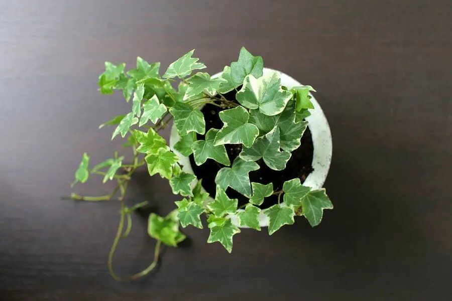 Плющ комнатный название и фото 9 Houseplants That Remove Toxins From Your Indoor Air Closed terrarium plants, B